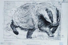 Badger-Wytham-Woods-to-St-Giles