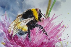 Bumblebee-on-Thistle