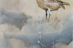 1_Curlew